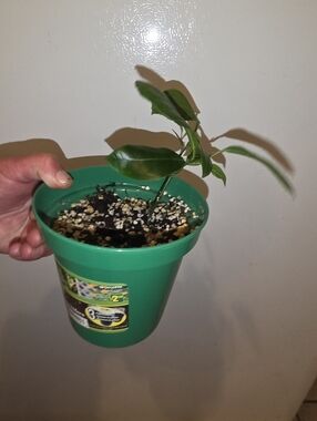 Mystery Citrus Plant Unidentified Rooted Lime Or Lemon , Orange Buy 1 Get 1 Free